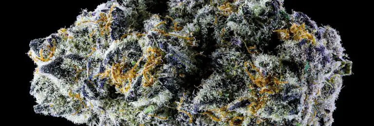 macro photography close up image